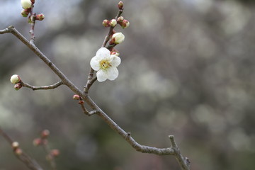 梅