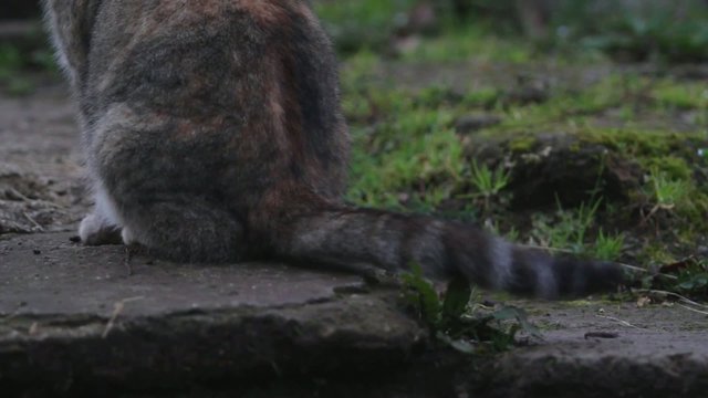 coda