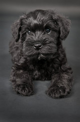 black zwergschnauzer puppy