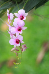 Fototapeta na wymiar a group of pink orchids