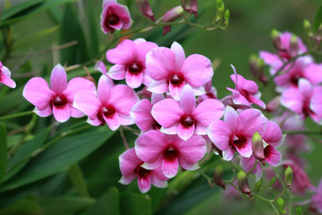 a group of pink orchids