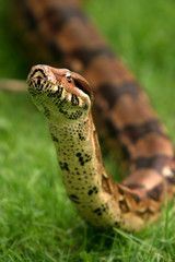 Boa constrictor snake, nature animal photo
