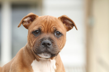 nice head oft the young staffordshire bull terrier
