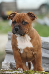 chiot staffie plein de rides