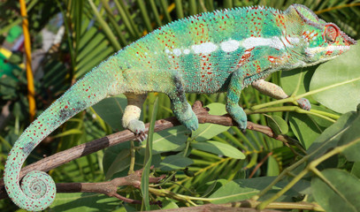 caméléon vert, chamaeleo pardalis