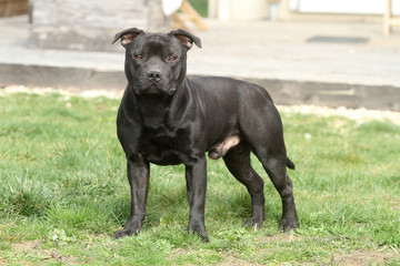 staffie trés compact et athlétique