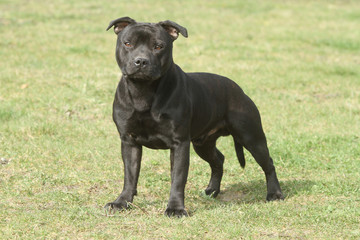 staffordshire bull terrier en position standard