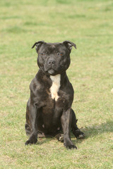 staffie noir et blanc assis de face