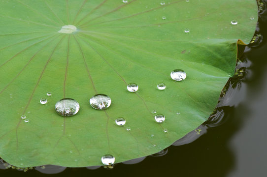 drop of water on lotus leaf