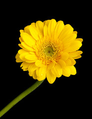 yellow gerber daisy isolated