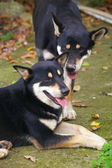 Two wolf dogs