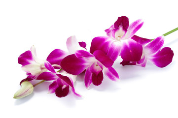 Fototapeta na wymiar Orchidea