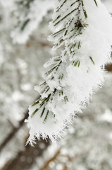 Puerto de Navacerrada