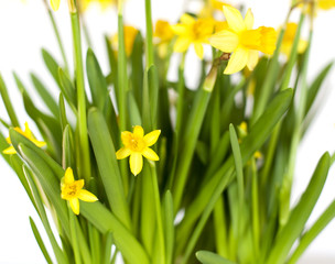 Fototapeta premium fleur jaune