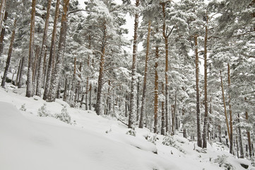 Puerto de Navacerrada