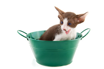 little cat in green bucket