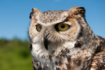 Eagle-owl