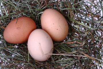 Osternest