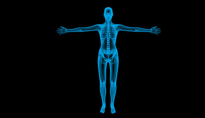 human body by X-ray, 3d render