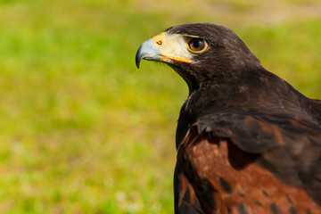 Wild hawk