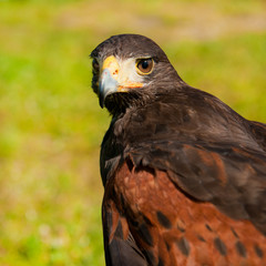 Wild hawk
