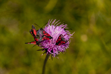 fioritura estiva, Monte Baldo