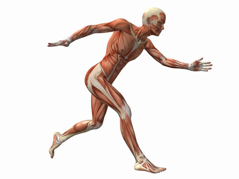 muscle man , male Human Body Anatomy