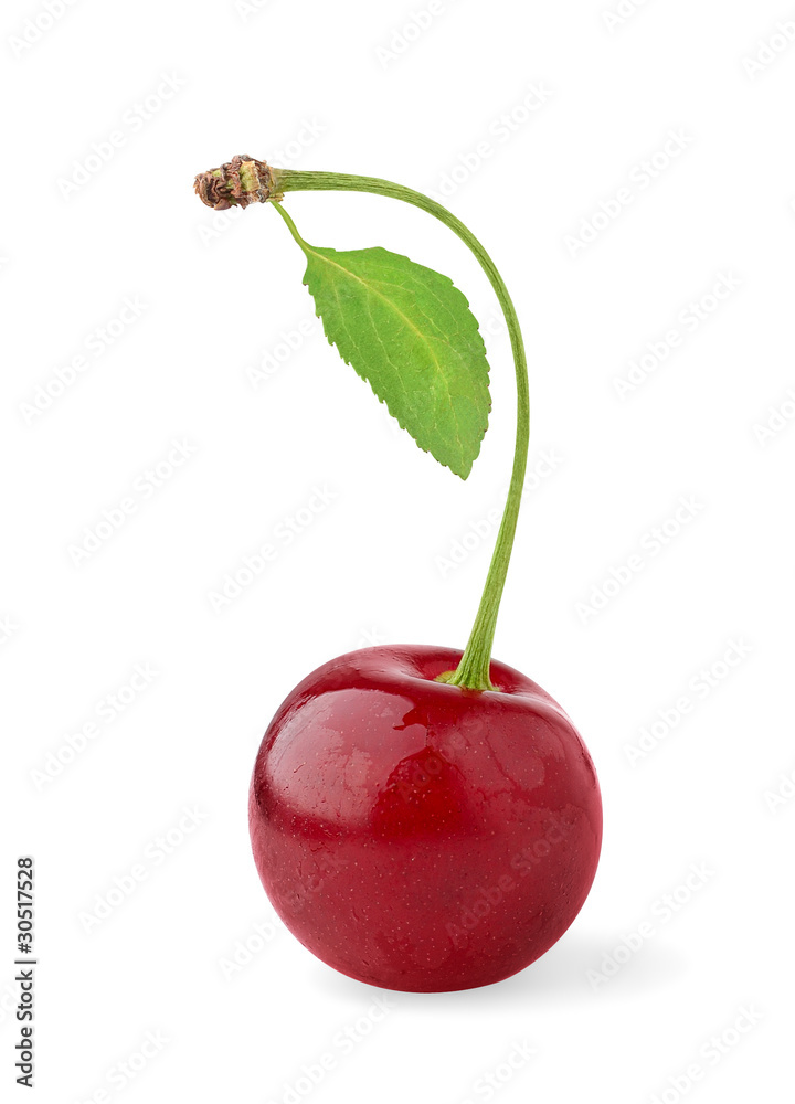 Poster isolated cherry. one sour cherry fruit with stem and leaf isolated on white background