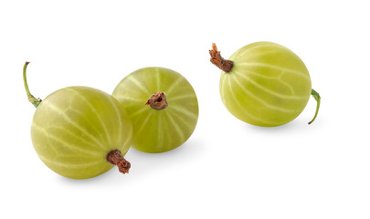 Isolated berries. Three green gooseberry fruits isolated on white background