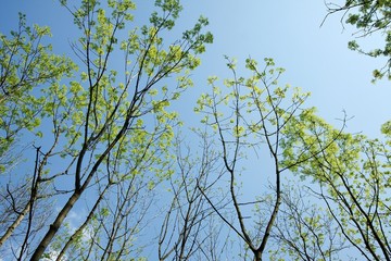 Leaves