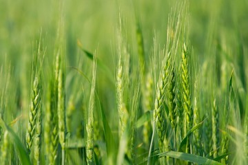 Obraz premium Agriculture