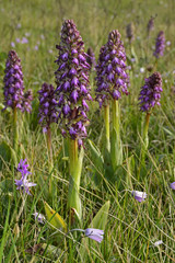 Orchis pourpré02