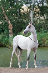 Obraz na płótnie Canvas white akhal-teke horse stallion portrait in summer