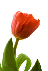 Red tulip