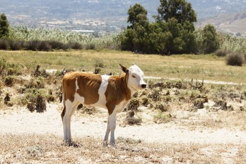 Calf in meadow