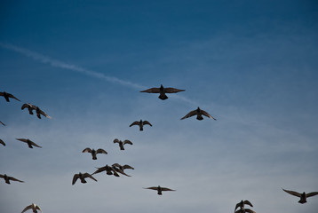 Flying pigeons