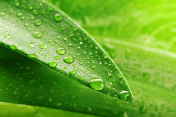 green leaf and water drop