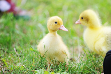 two fluffy chicks