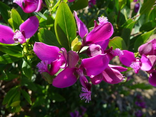 Arbuste en fleur