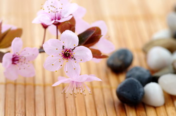 prunus zen