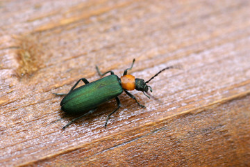 bug, nature macro animal photo