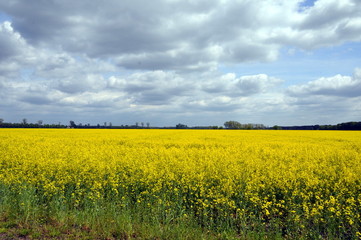 Obraz premium Rapsfeld