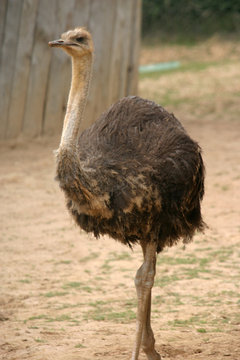 beautiful ostrich, nature animal photo