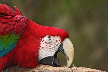 Fototapeta premium Green-winged macaw