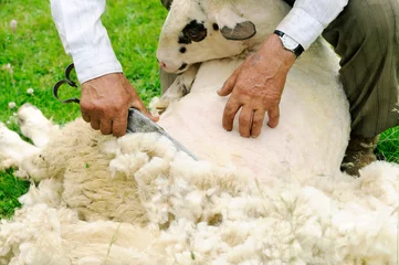 Foto auf Acrylglas Schaf Schafe scheren