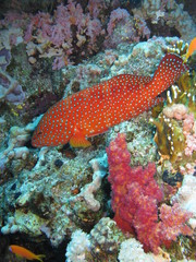 Cernia rossa, Mar Rosso