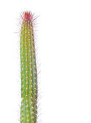 Cactus aislado sobre fondo blanco.
