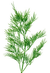 Fresh green dill  twigs, isolated