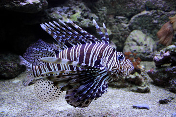 Feuerfisch