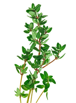 Fresh green thyme twigs, isolated